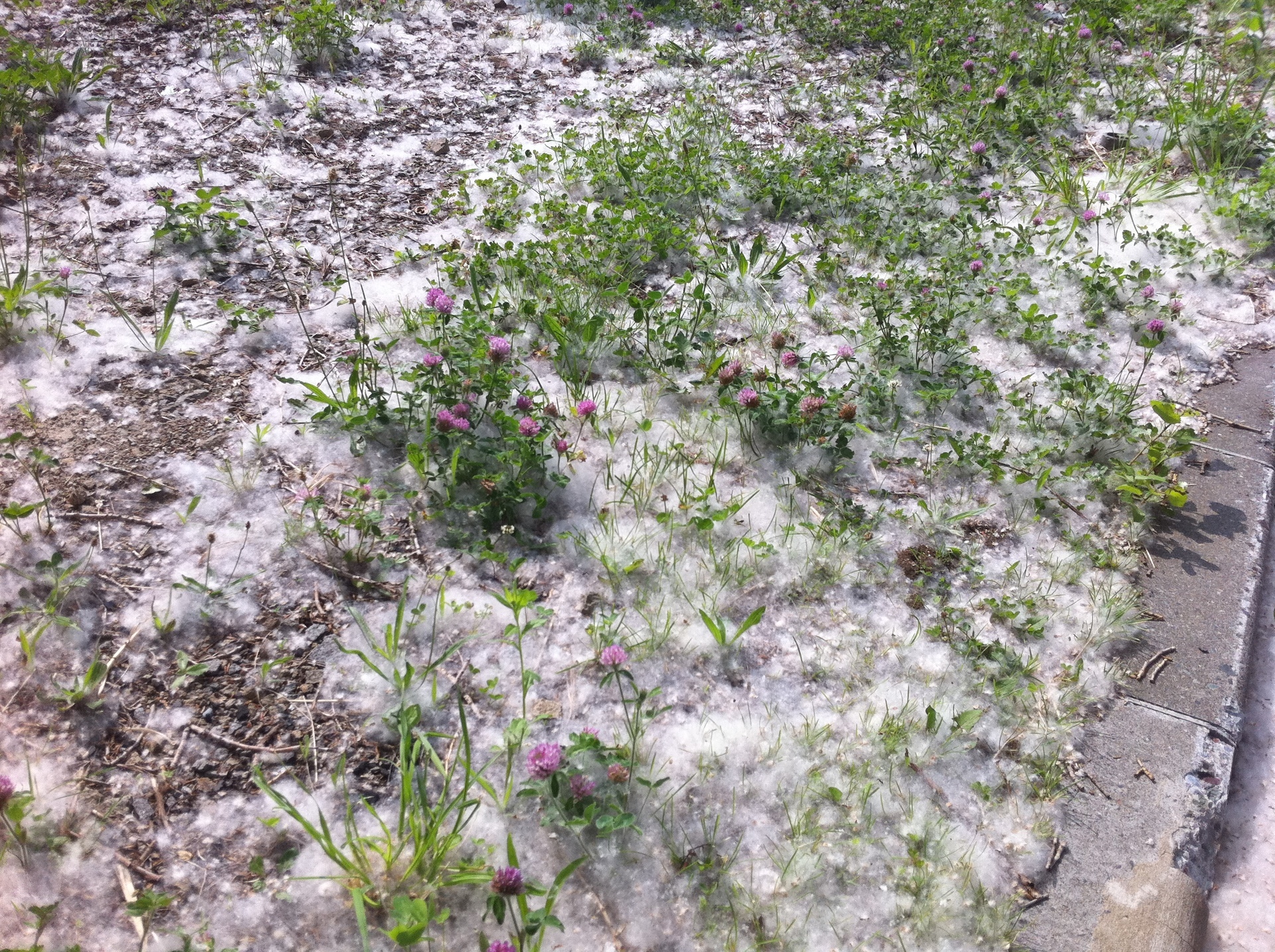 春に降る雪の正体 それはポプラの綿毛 転勤妻が子連れで札幌を満喫するブログ